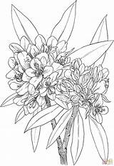 Grande Alloro O Rododendro Selvatico Hododendro Rosebay  sketch template