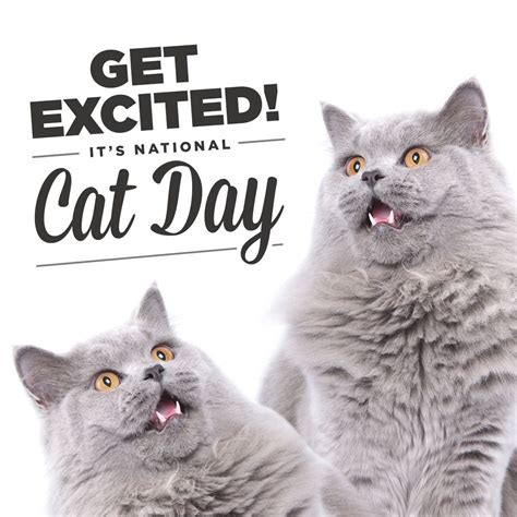 It's #NationalCatDay! Much cat. Very meow. | National cat day, Cats, Crazy cats