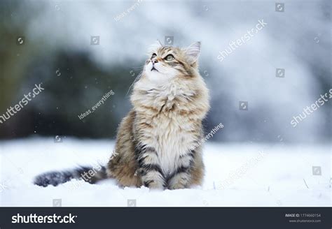 88,547 Cats Snow Images, Stock Photos & Vectors | Shutterstock