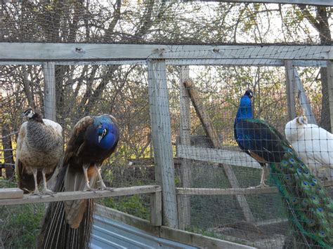 I'd like to see pics of purple peafowl and black shoulder ones! | BackYard Chickens - Learn How ...