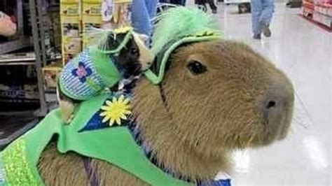 Petition · Make Capybara legal pets in california - United States ...