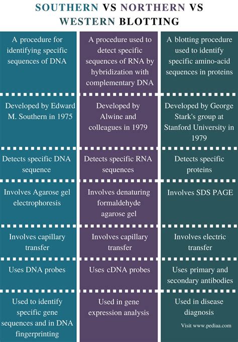 Difference Between Southern Northern and Western Blotting - Pediaa.Com