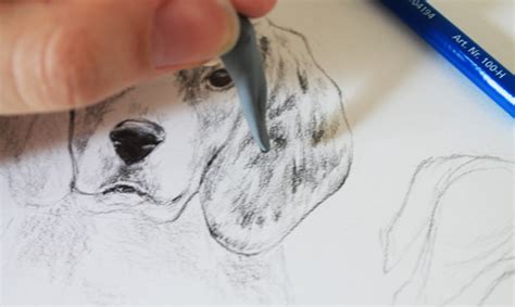 Drawing Realistic Animals: How to Draw a Dog | Dog drawing simple, How to draw a dog, Dog drawing