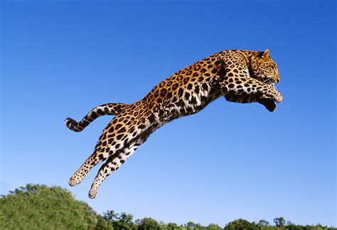 jumped - Animal Stock Photos - Kimballstock