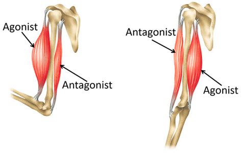 Muscle - Key Stage Wiki