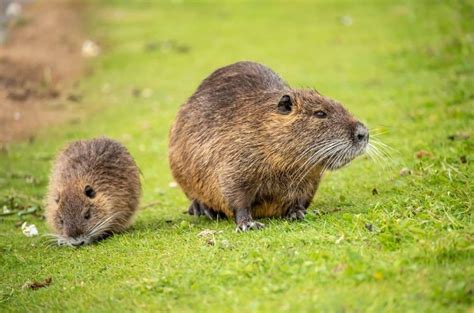 Muskrat - A-Z Animals