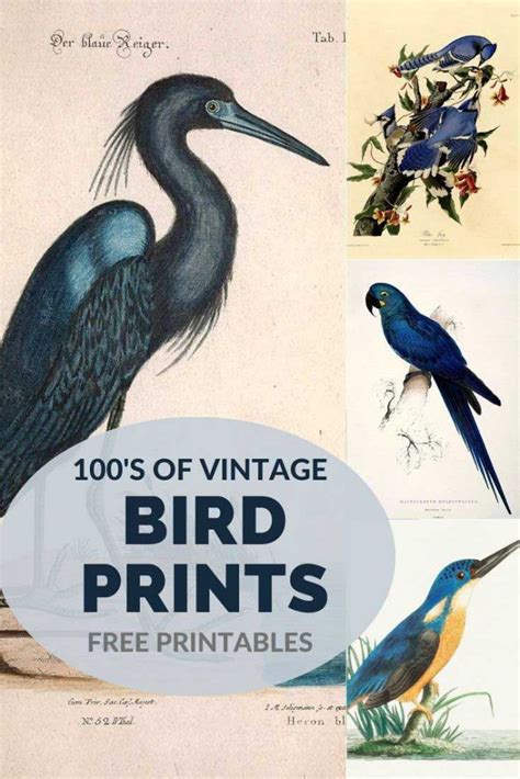 Vintage Bird Illustrations The full collection of wonderful vintage ...