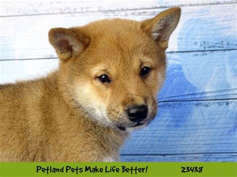 Shiba Inu-DOG-Male-Red-2758096-Petland Pets & Puppies Chicago Illinois