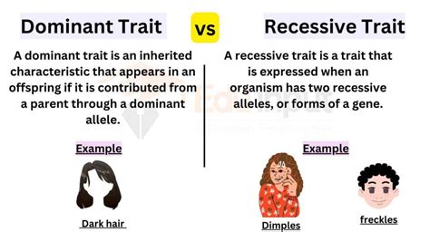 Differences Between Dominant And Recessive Traits