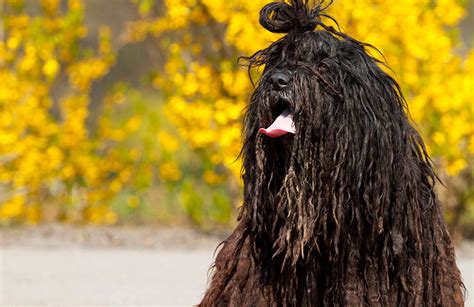 10 strangest looking dog breeds | Reader's Digest Australia