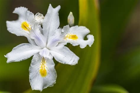 Revealed! The Hidden Meaning of Iris Flowers - Gardenerdy