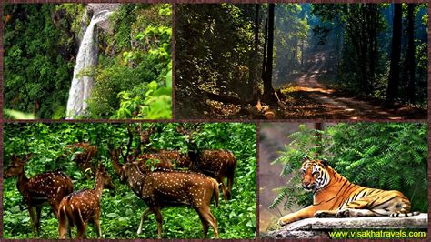 Simlipal National Park, #Odisha One of the Important Tiger Reserve Reopened for its Visitors on ...