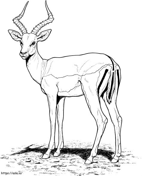 antílope impala para colorear