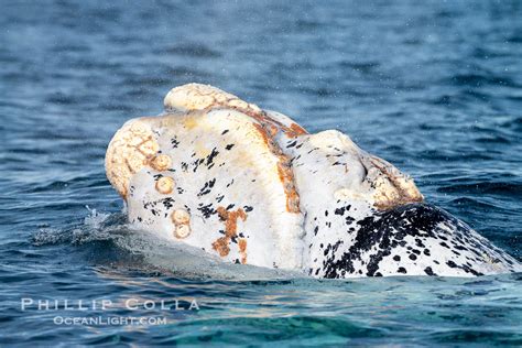 White southern right whale calf taking a breath at the ocean surface ...