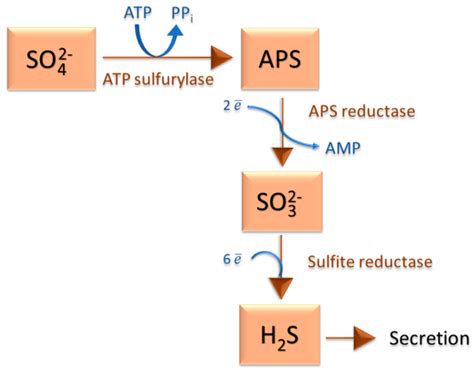 IJMS | Free Full-Text | Microscopic Methods for Identification of Sulfate-Reducing Bacteria from ...