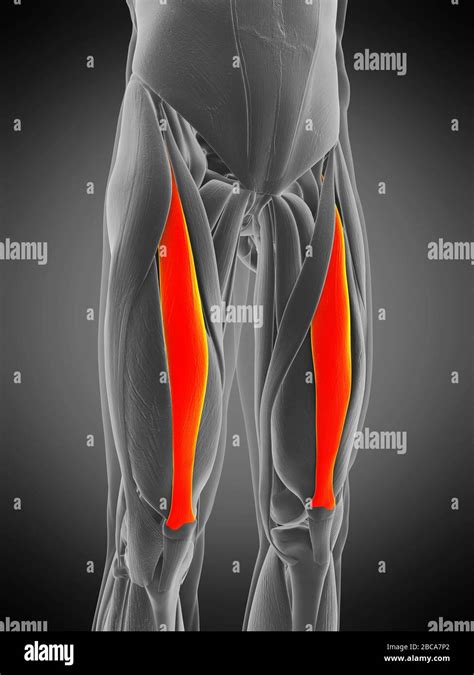 Rectus femoris muscle hi-res stock photography and images - Alamy