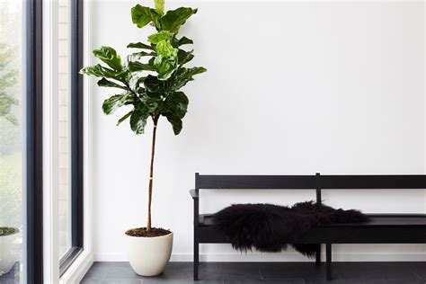 Get green with these room decor plants ideas for a fresh and lively space