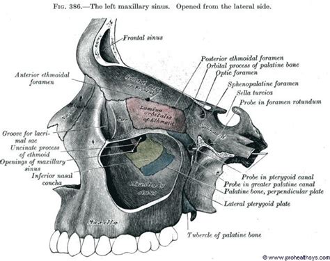 Maxilla | Maxillary sinus, Anatomy, Human anatomy