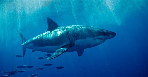 The Most Horrific Shark Attacks In The History Of Mankind | Journalistate