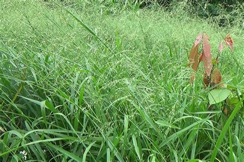 Guinea grass (Panicum maximum)