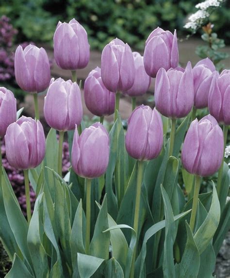 Tulip Violet Beauty - Single Late Tulips - Tulips - Flower Bulbs Index ...