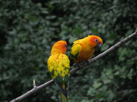 Sun Conure - Aviculture Hub