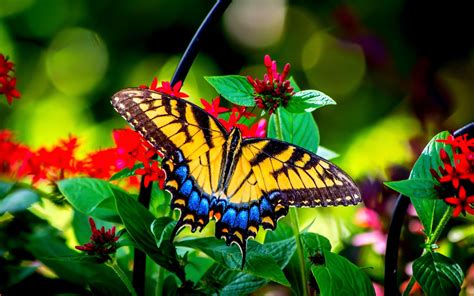 Beautiful Butterflies in Nature | Butterfly and garden flowers beauty ...