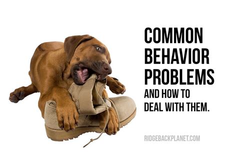 6 Problems to Tackle Before Getting a Rhodesian Ridgeback