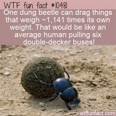 WTF Fun Fact - The Strength Of A Dung Beetle