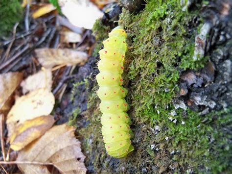 Luna Moth Caterpillar by euphmusic311 on DeviantArt