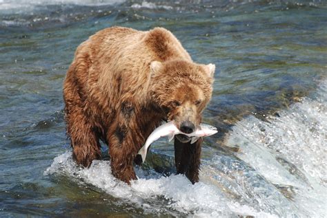 What do Brown Bears Eat? Discover the Brown Bear Diet (with Photos ...