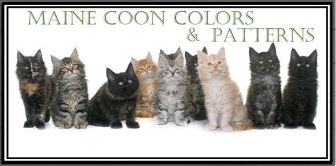 MAINE COON COLORS & PATTERNS - Maine Coon Country