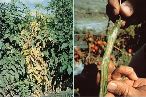 Tomato Diseases: Fusarium Wilt