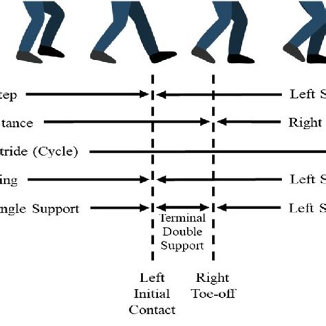 Description of beginning and ending of different gait phases in a ...