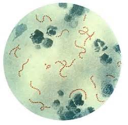 Microbial ecology - Wikipedia