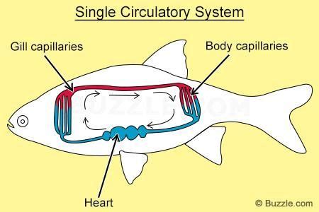 Pin on Circulatory system