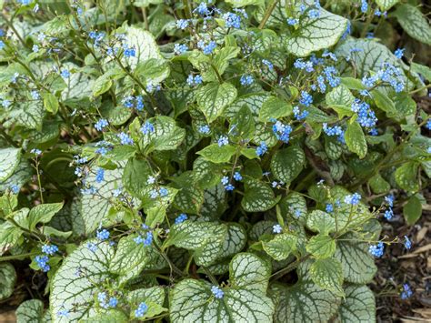 Brunnera Macrophylla Care And growing Tips