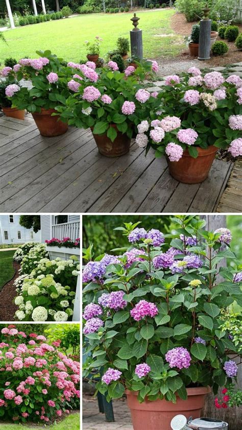 20 Beautiful Patio Plant Ideas For A Lush Outdoor Space - DIY Morning