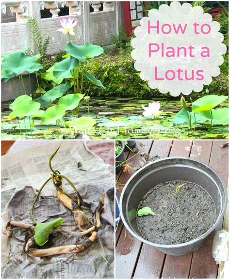 How to Plant a Lotus | Whats Ur Home Story