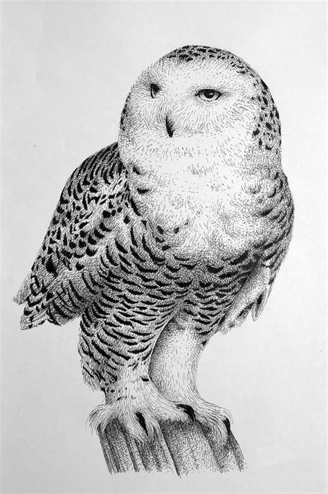 Snowy Owl by Rens Ink | Owl sketch, Owl, Owls drawing