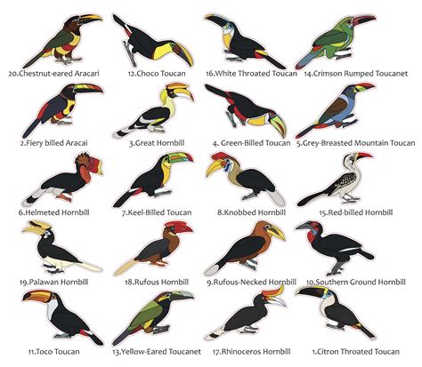 Toucan and Hornbill Species Stickers Fiery Billed Aracari - Etsy