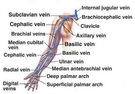 The cardiovascular system of the upper limbs | Cardiovascular system, Medical knowledge, Blood ...