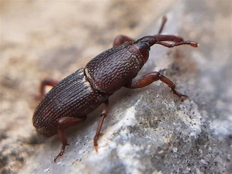 Grain Weevil: Identification, Life Cycle, Damage, Treatment, FAQs