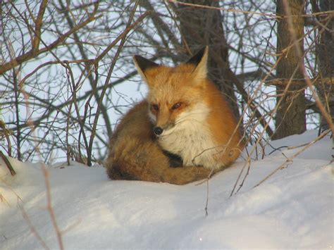 Fox in the snow 1 Free Photo Download | FreeImages