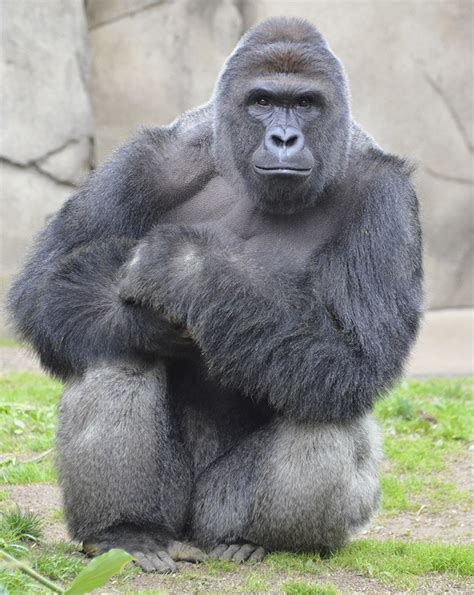 Harambe the Gorilla: 5 Fast Facts You Need to Know