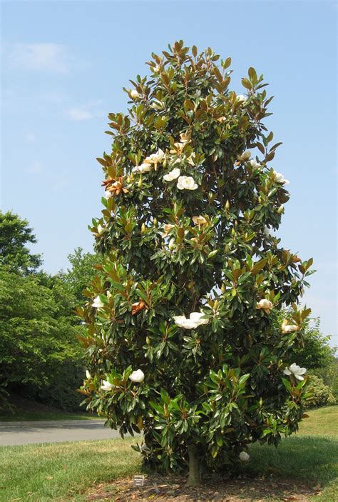 Magnolia Flowers, Varieties and Planting Tips - Flower Magazine