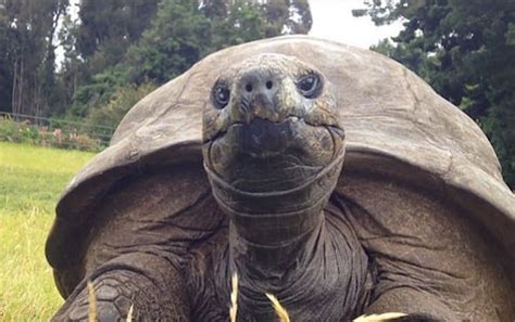 World's oldest living animal, 184-year-old tortoise named Jonathan, has ...