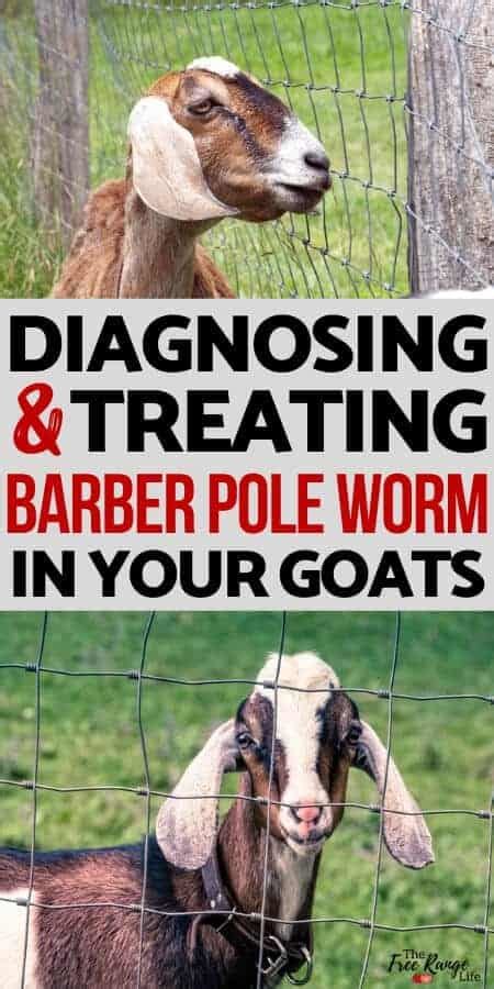 Diagnosing and Treating Barber Pole Worms in Goats