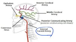 Branches Of Internal Carotid Artery