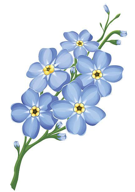 Rama de blue no me olvides flores aisladas - ilustración de arte vectorial | Flower drawing ...